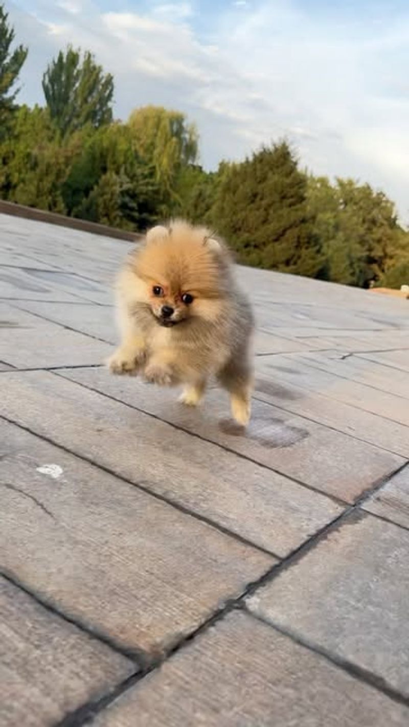 Pomeranian