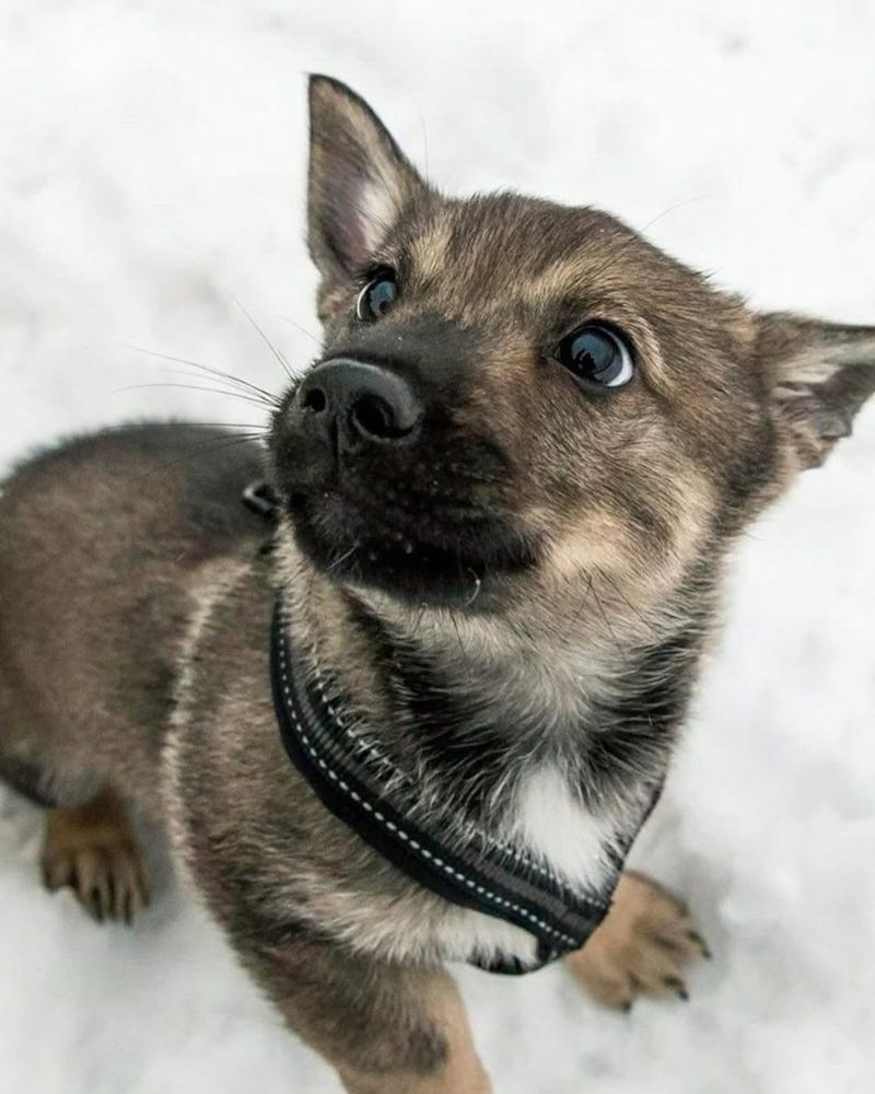 Swedish Vallhund