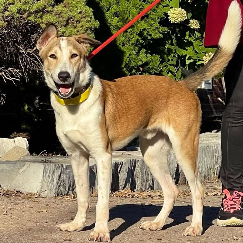 Canaan Dog