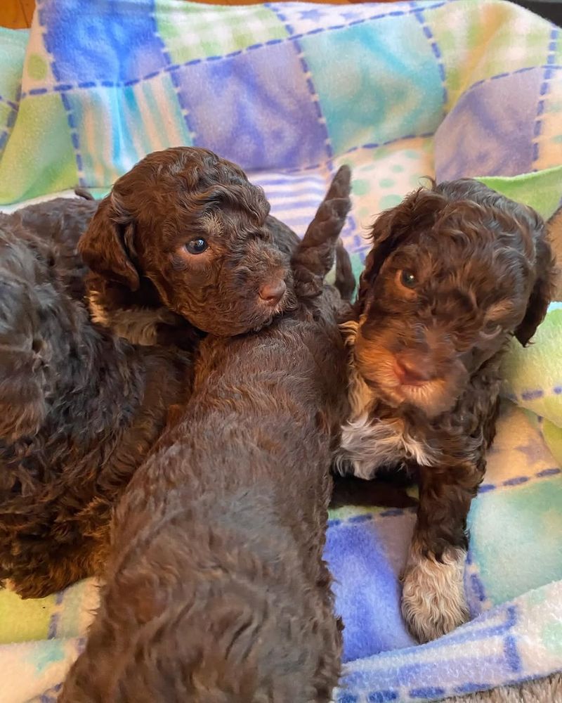 Lagotto Romagnolo