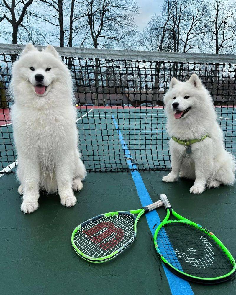 Samoyed