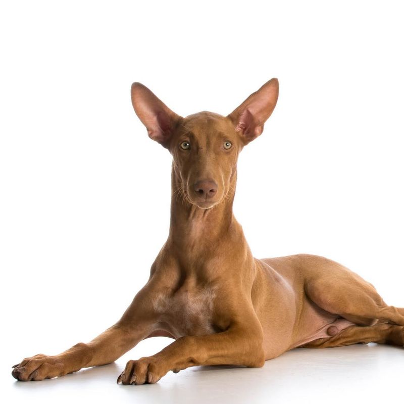 Ibizan Hound