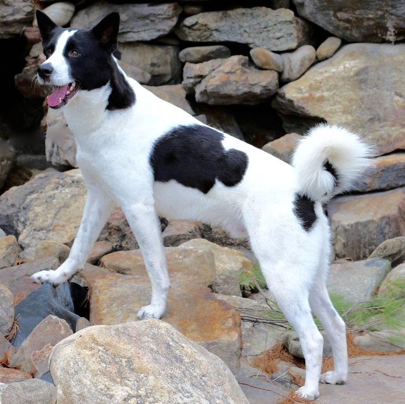 Canaan Dog