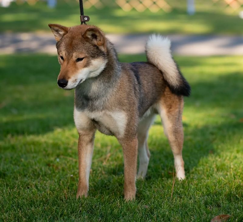 Shikoku Dog