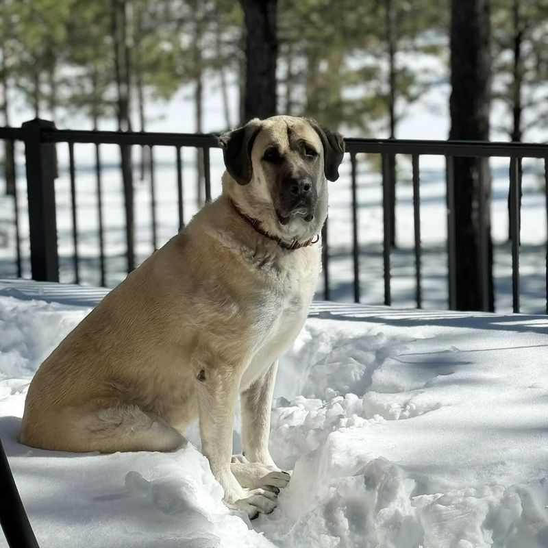 Kangal