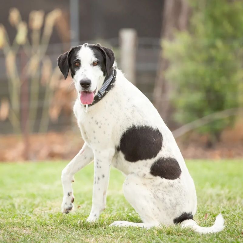 Irish Wolfhound