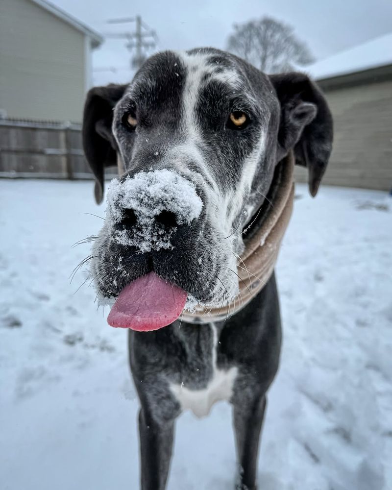 Great Dane