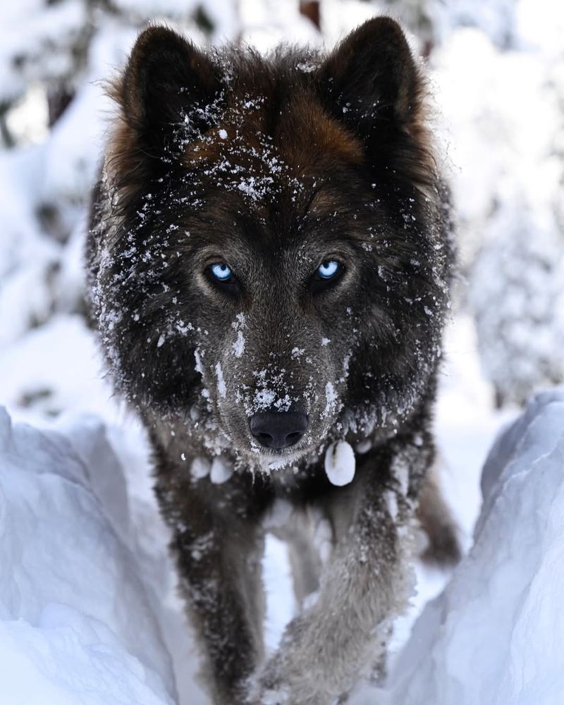 Wolfdog