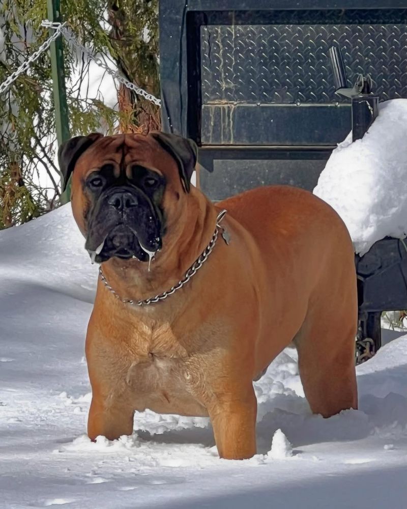 Bullmastiff