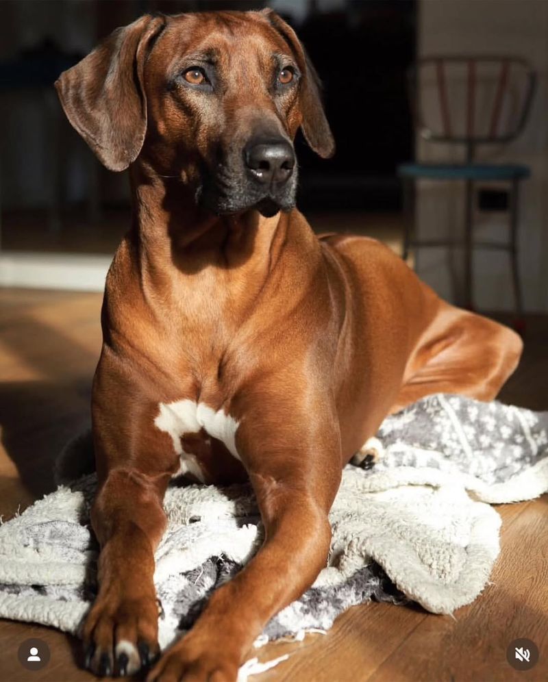 Rhodesian Ridgeback