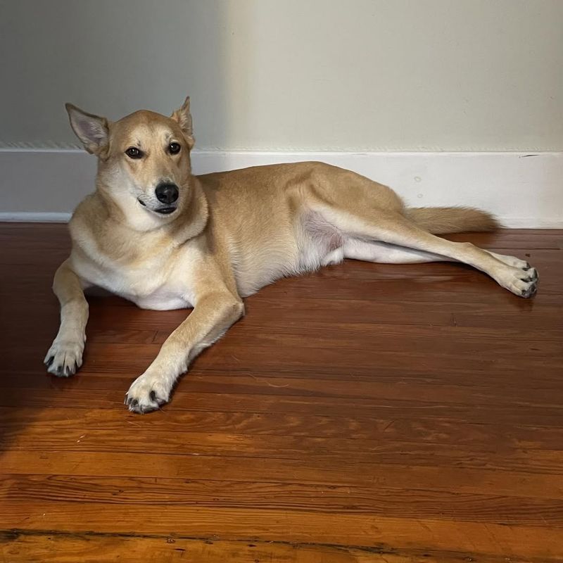 Carolina Dog