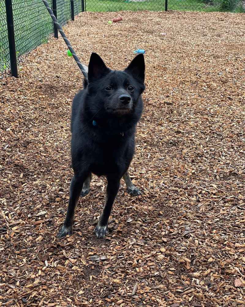 Schipperke