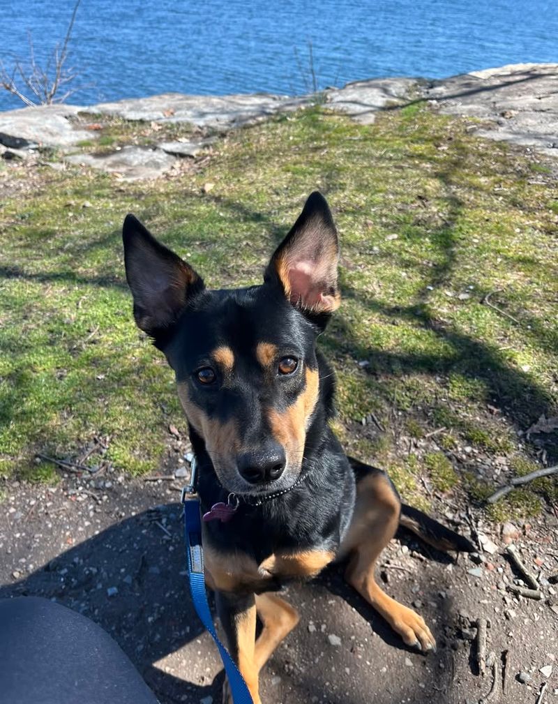 Manchester Terrier