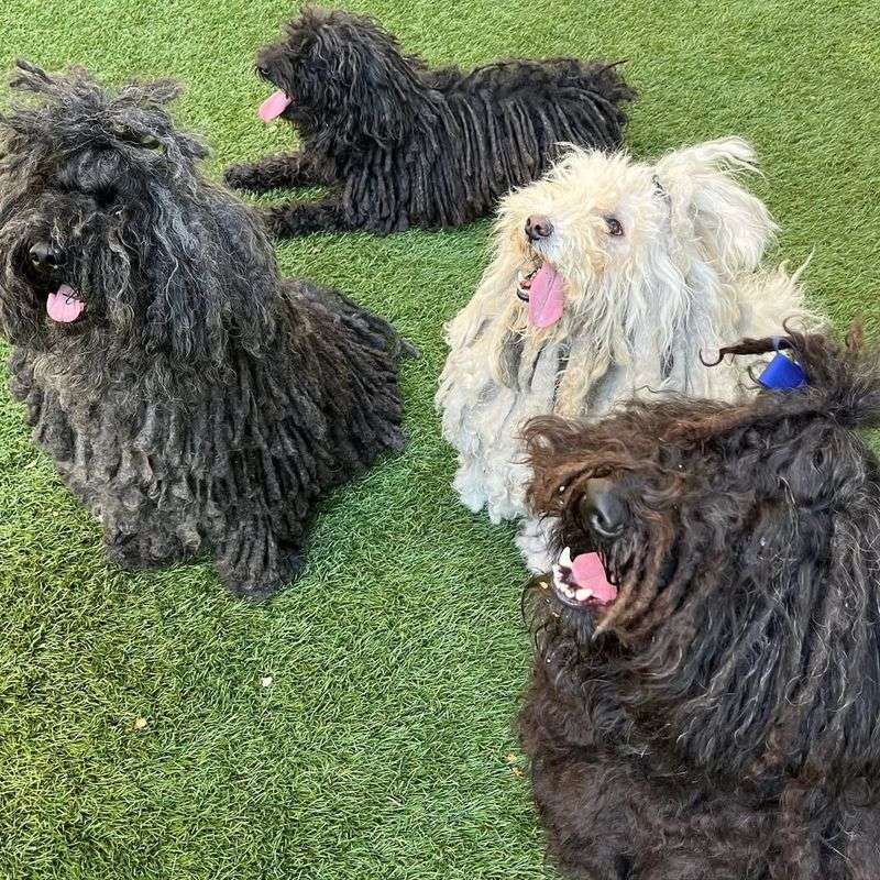 Puli