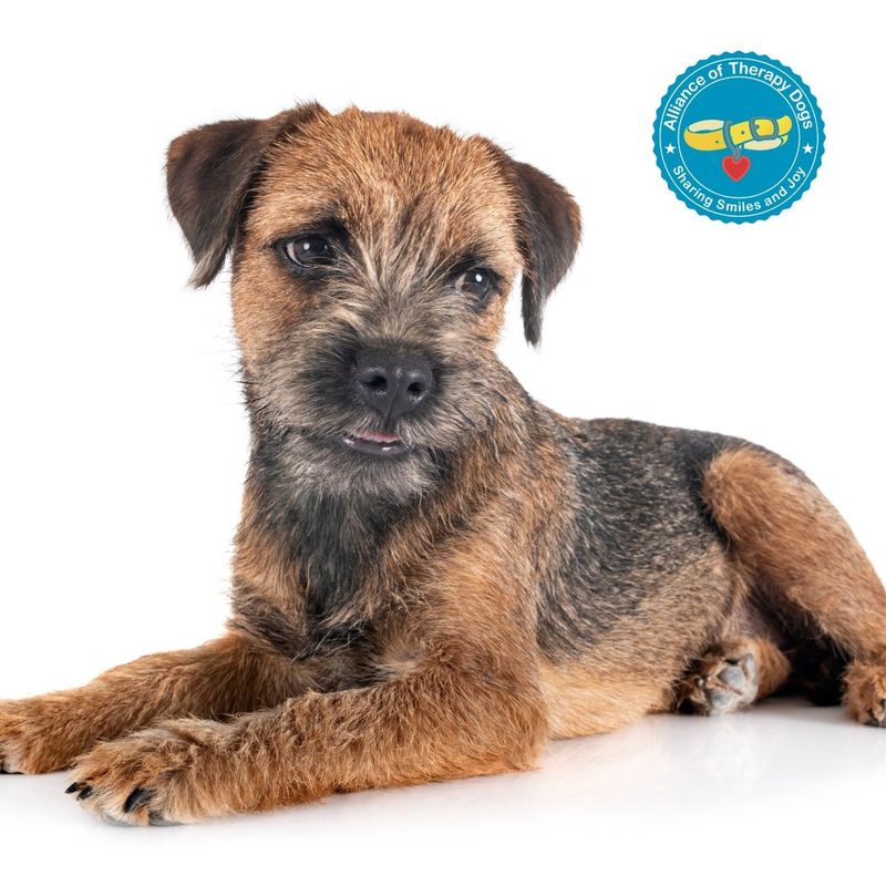 Border Terrier