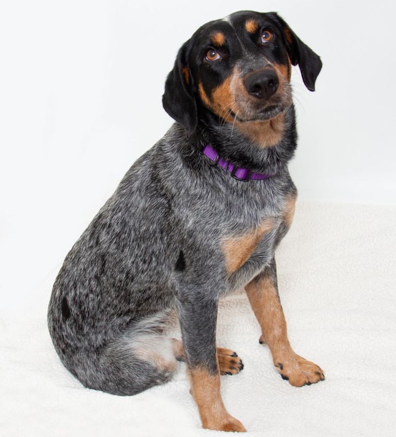 Bluetick Coonhound