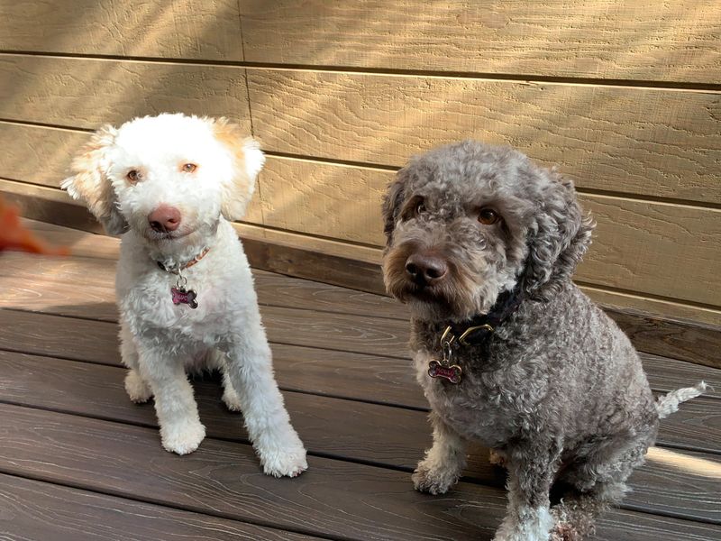 Lagotto Romagnolo