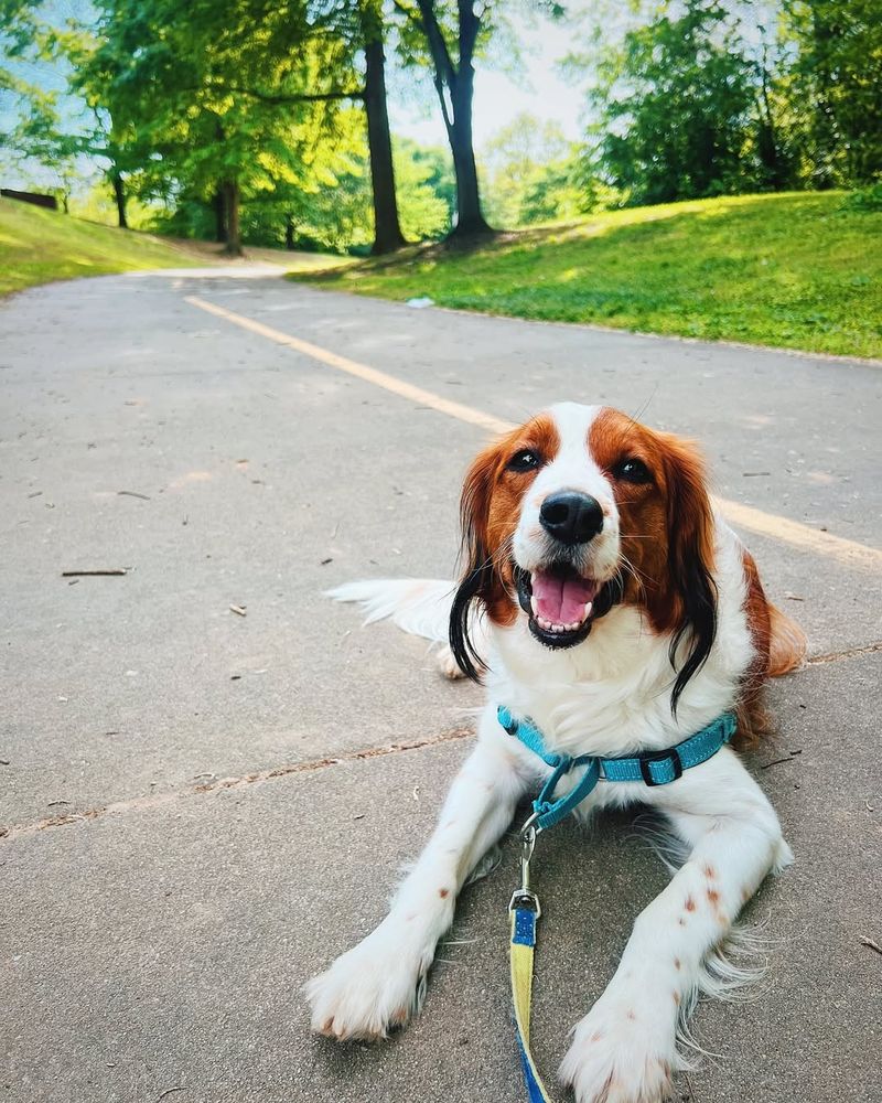 Kooikerhondje