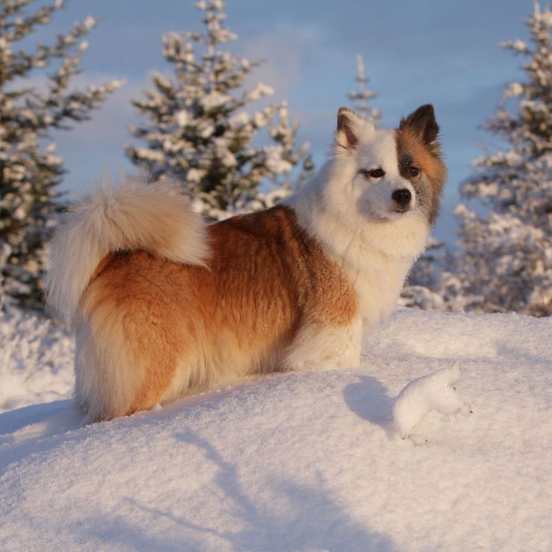 Icelandic Sheepdog