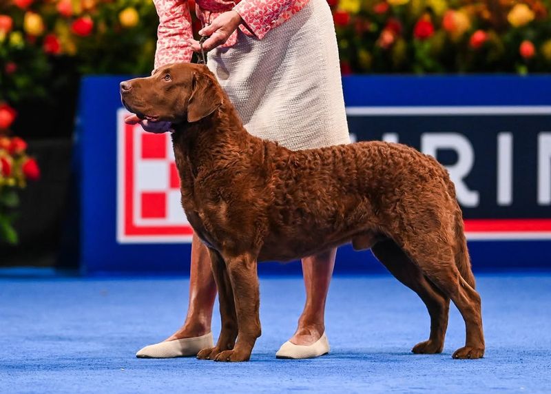 Chesapeake Bay Retriever