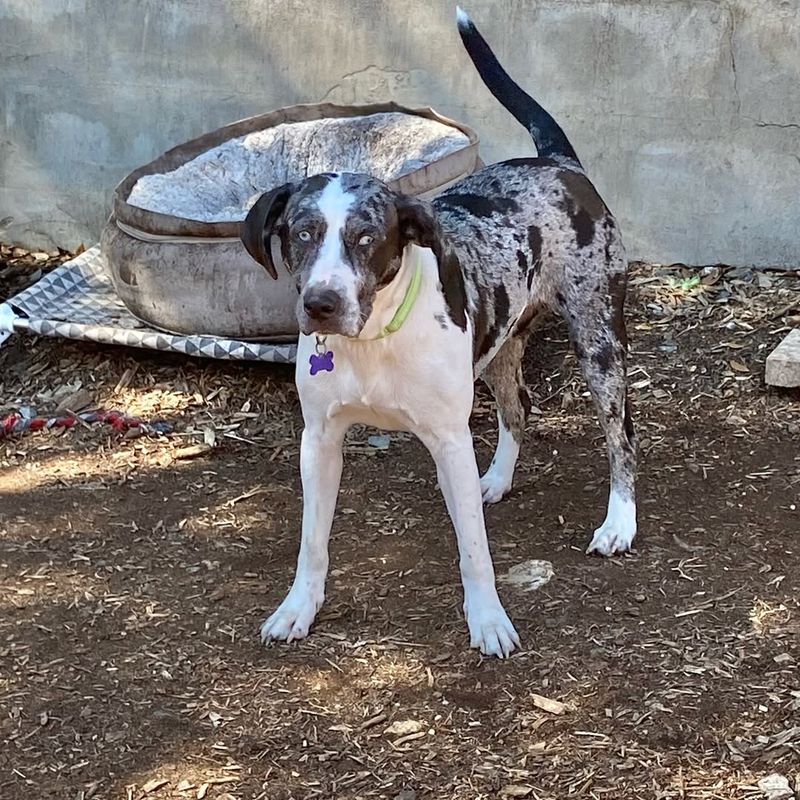 Catahoula Leopard Dog