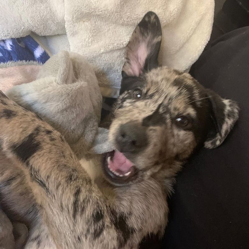 Catahoula Leopard Dog