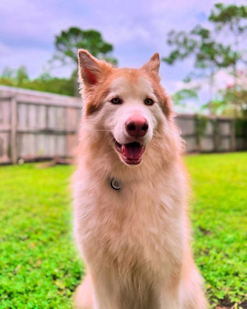 Alaskan Malamute