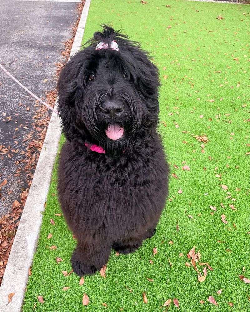 Black Russian Terrier