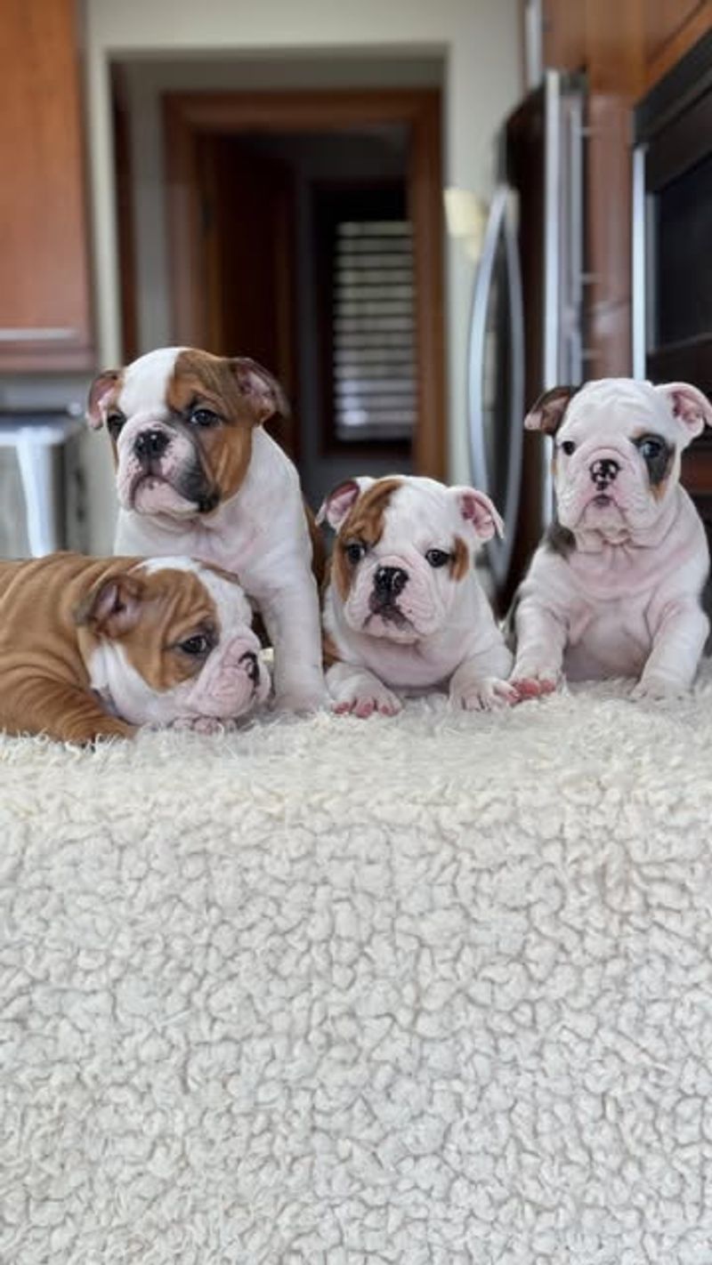 English Bulldog