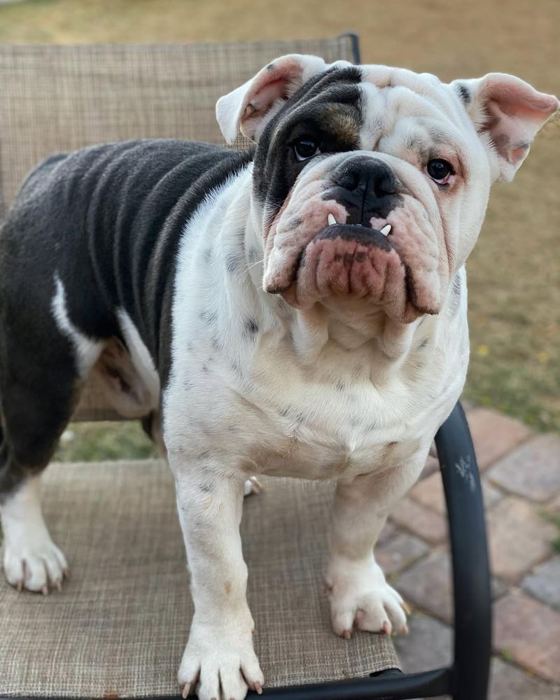 English Bulldog