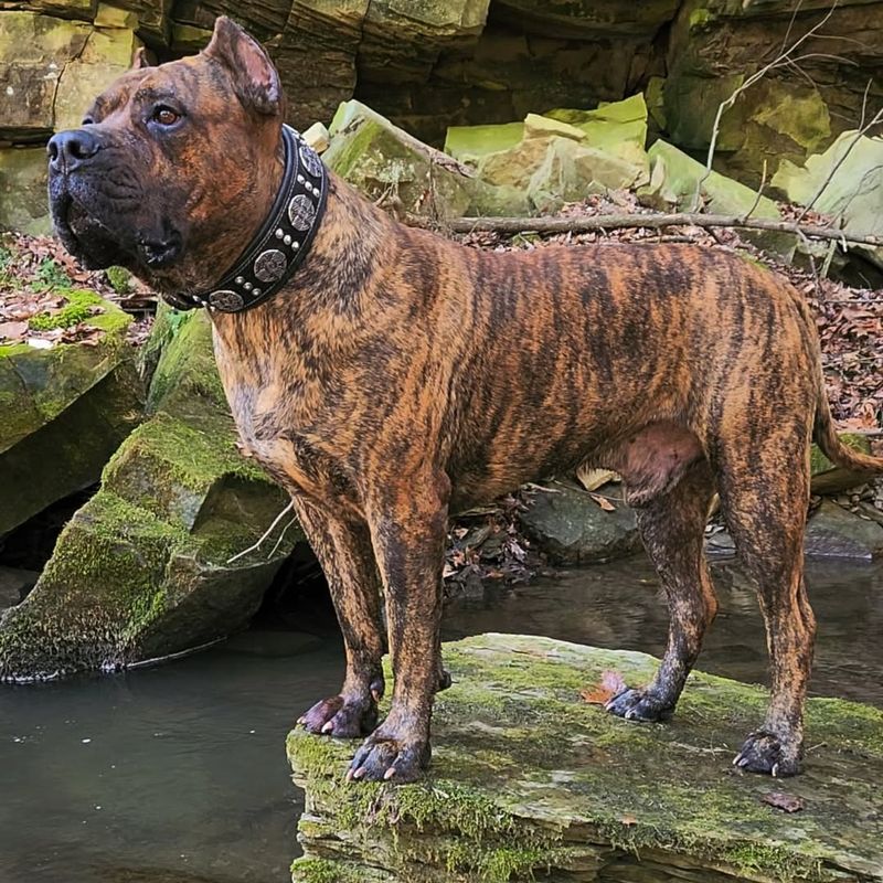 Perro de Presa Canario