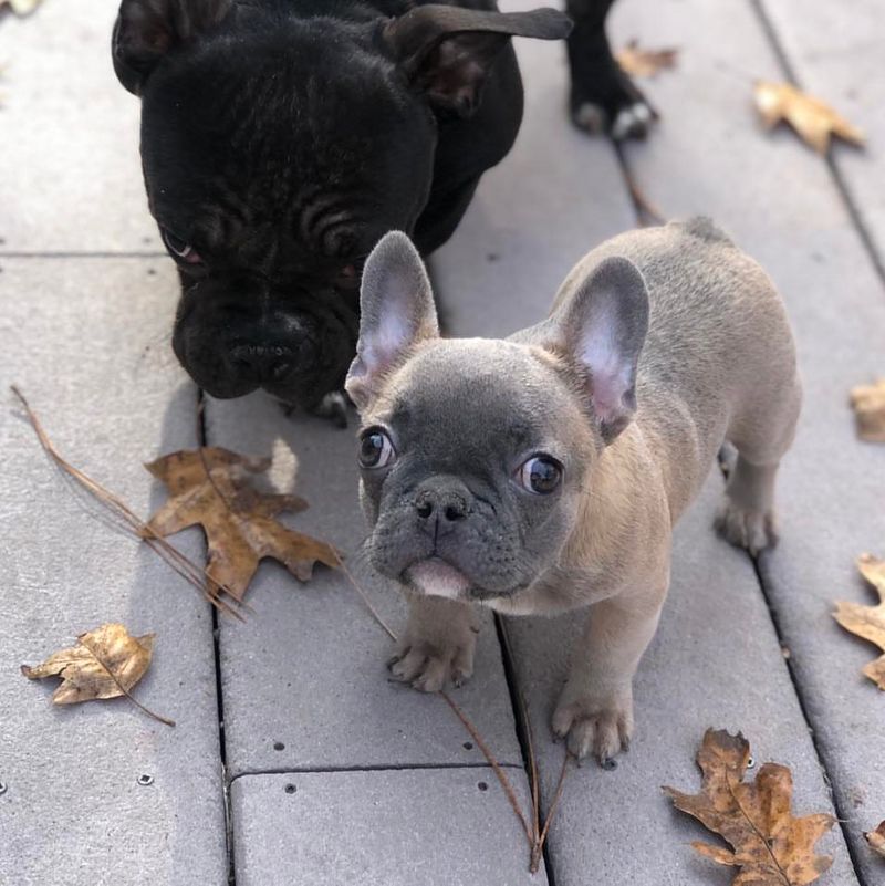 French Bulldog