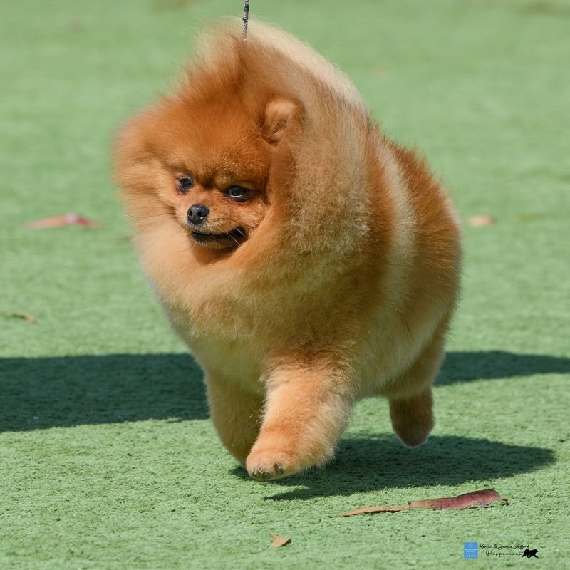 Pomeranian