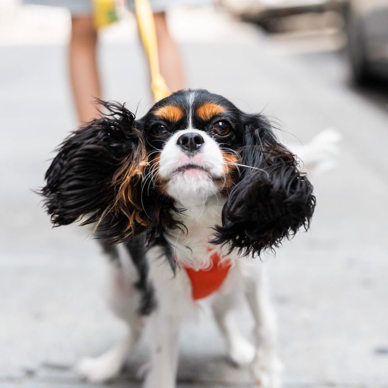 Cavalier King Charles Spaniel