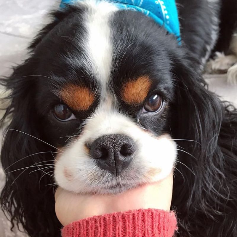 Cavalier King Charles Spaniel