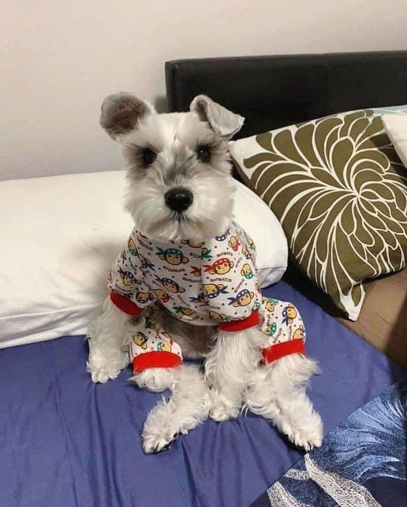 Miniature Schnauzer