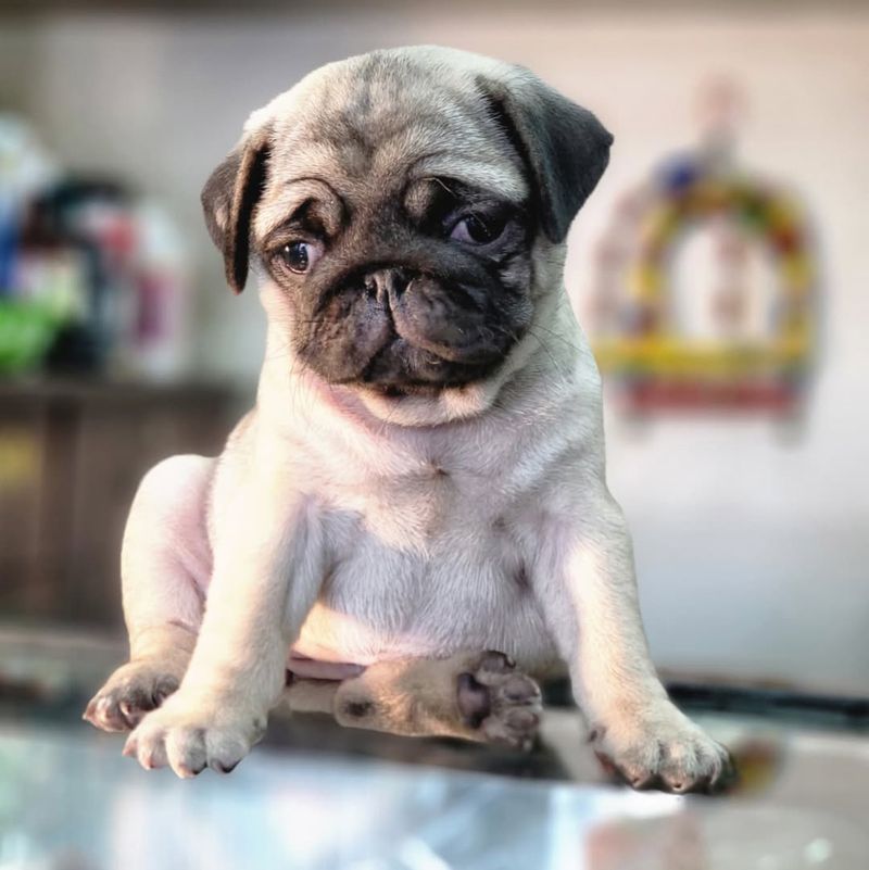 Pug