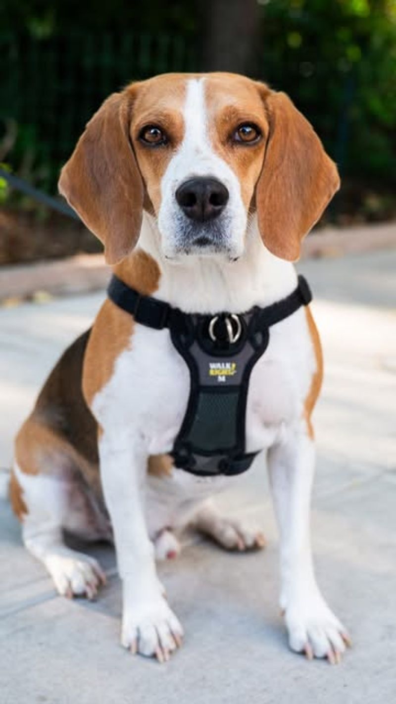 Beagle