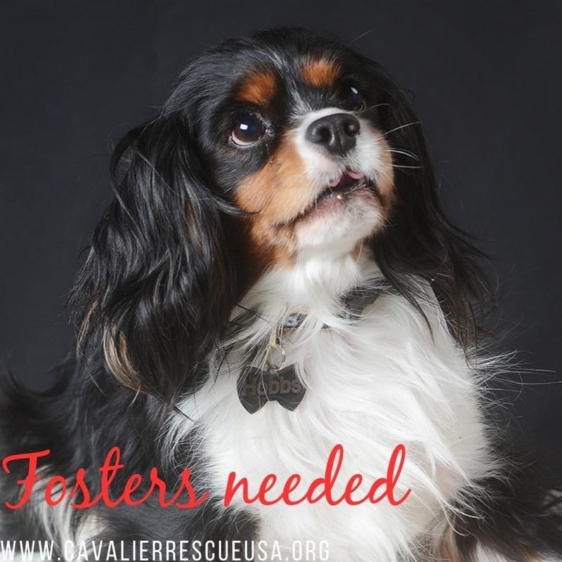 Cavalier King Charles Spaniel