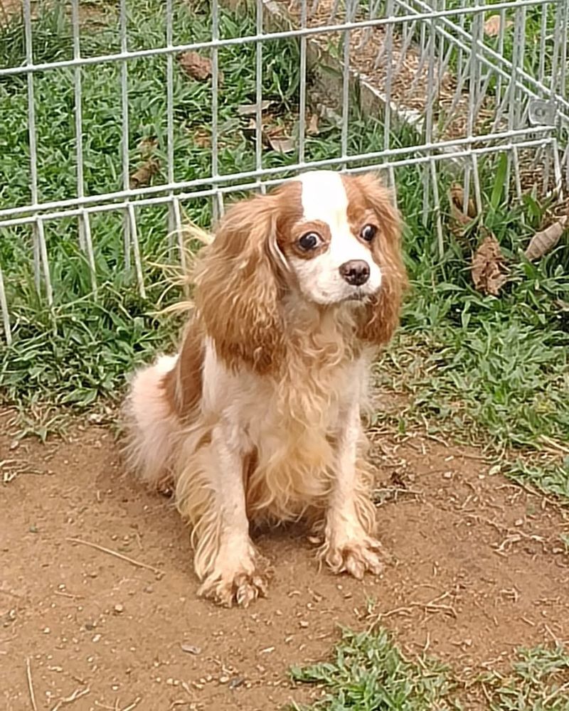 Cavalier King Charles Spaniel