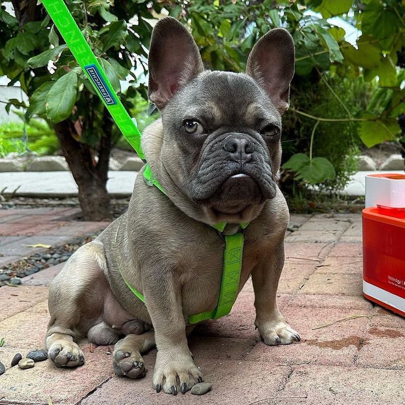 French Bulldog