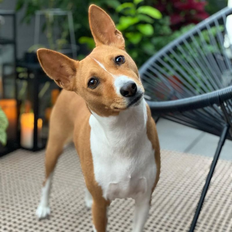 Basenji