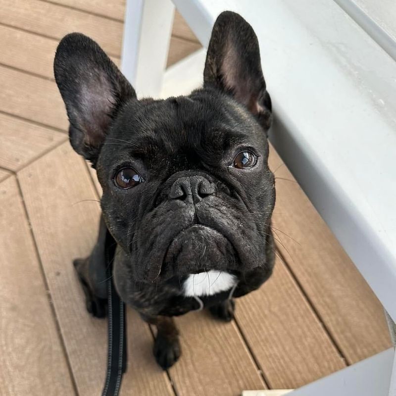 French Bulldog