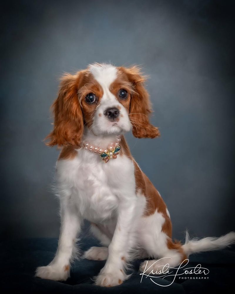 Cavalier King Charles Spaniel