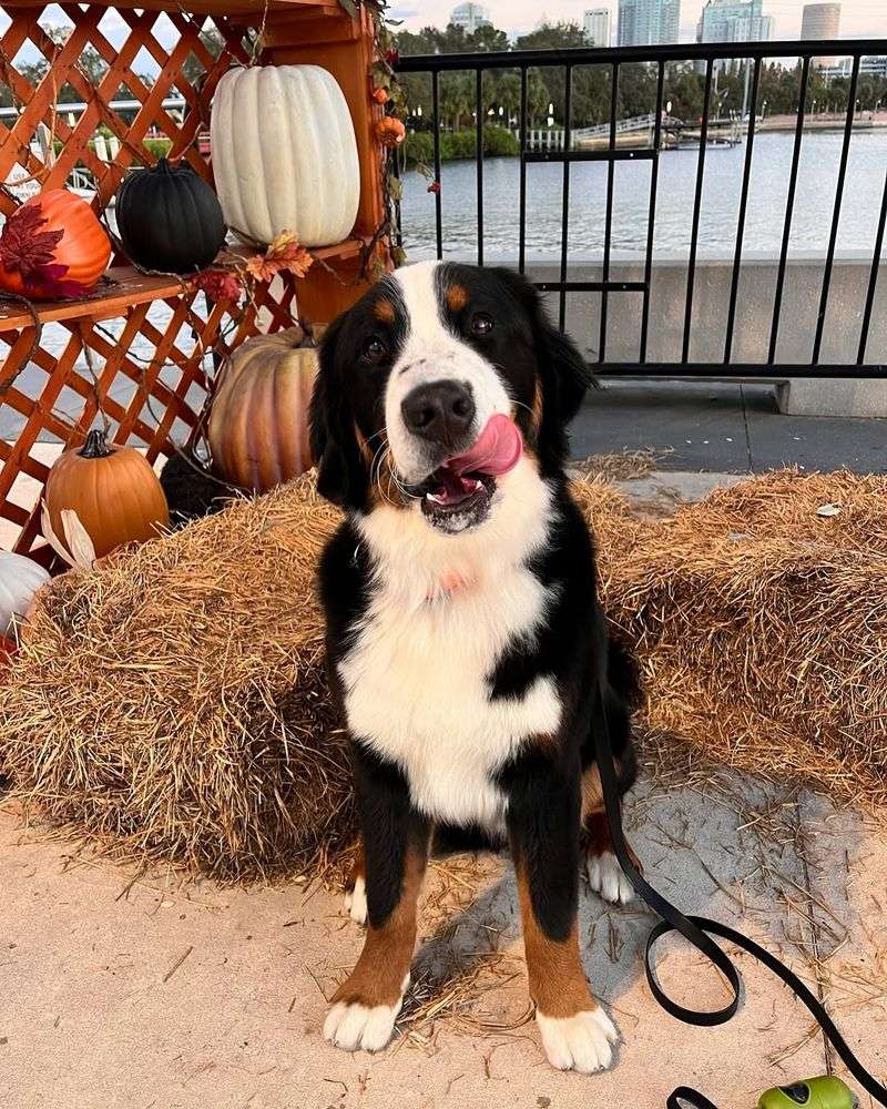 Bernese Mountain Dog