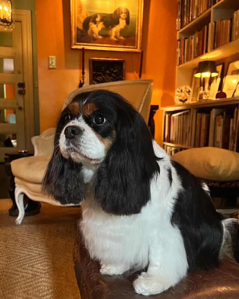 Cavalier King Charles Spaniel