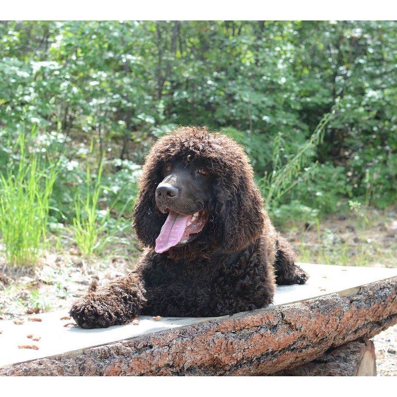 Irish Water Spaniel