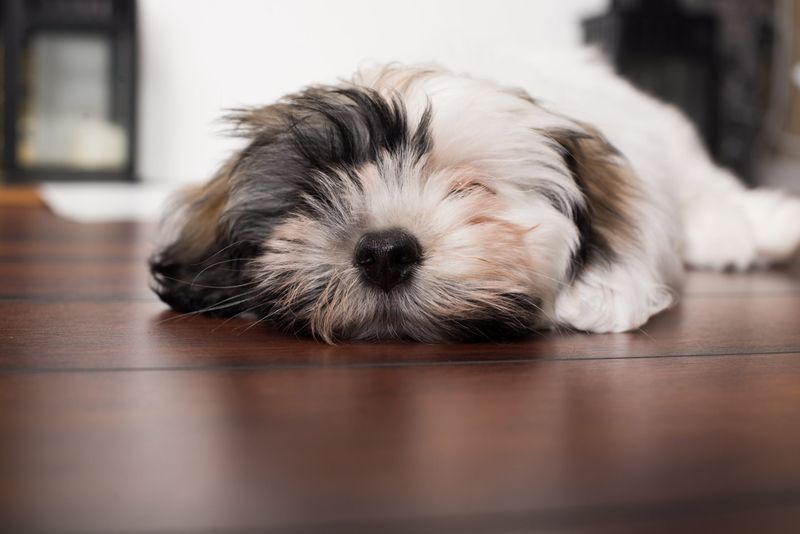 Havanese