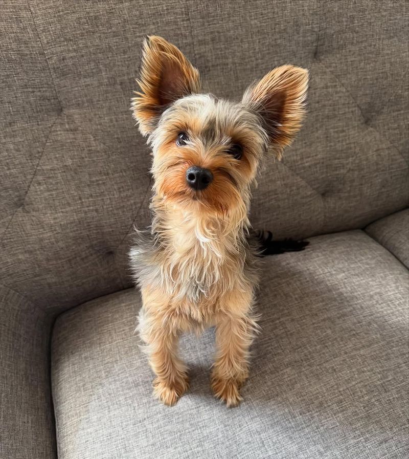 Yorkshire Terrier