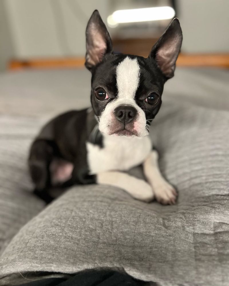 Boston Terrier